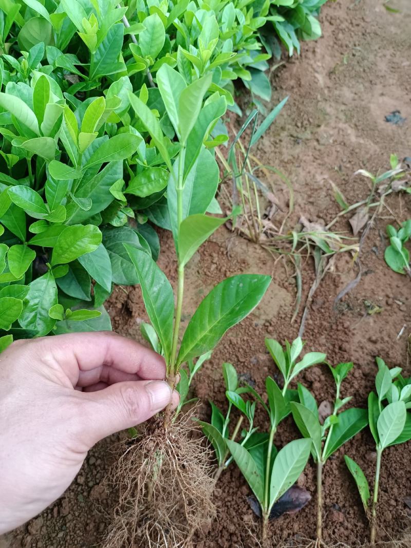 栀子花栀子栀子苗栀子花苗小叶栀子大叶栀子