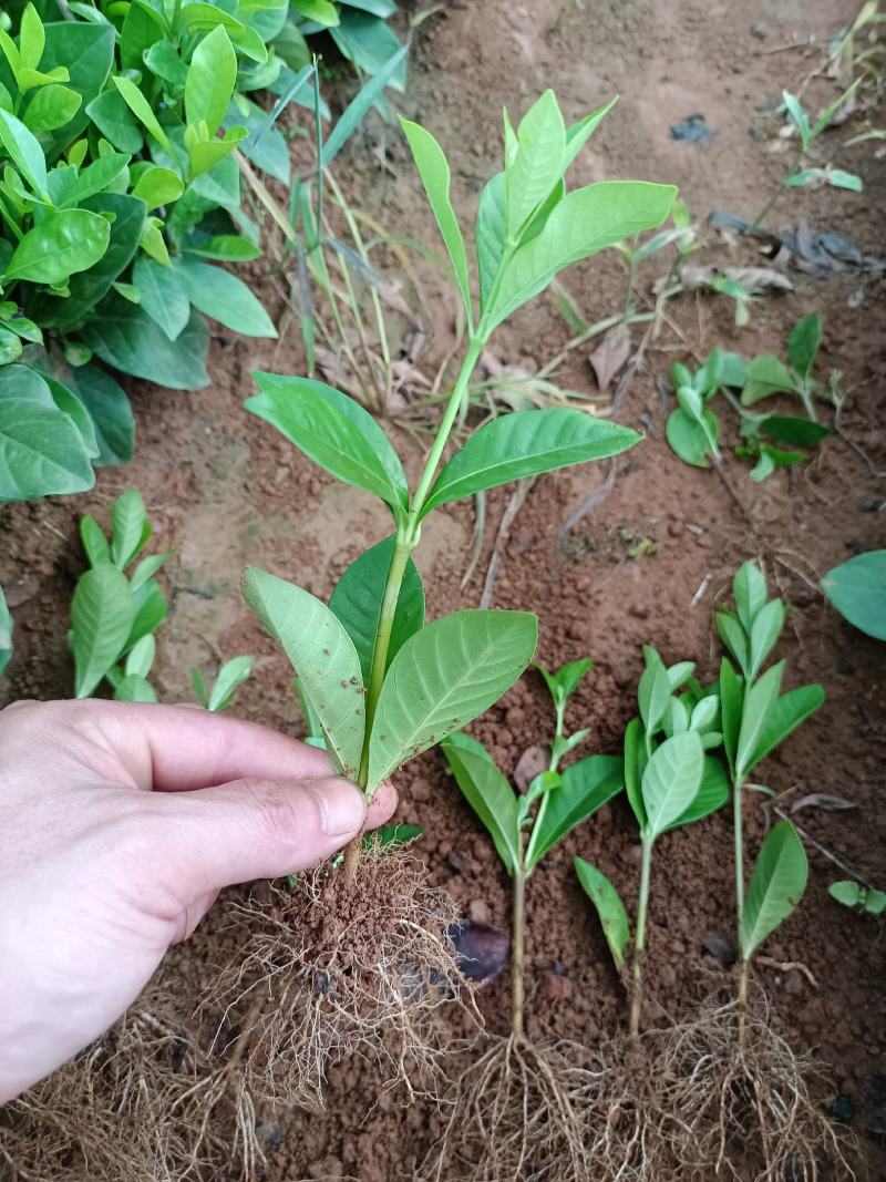 栀子花栀子栀子苗栀子花苗小叶栀子大叶栀子