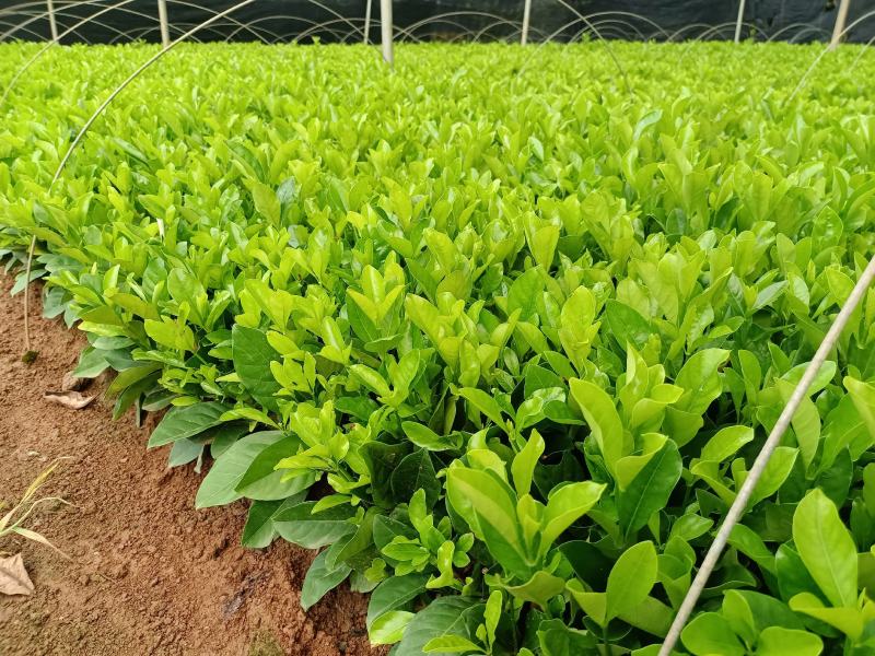栀子花栀子栀子苗栀子花苗小叶栀子大叶栀子