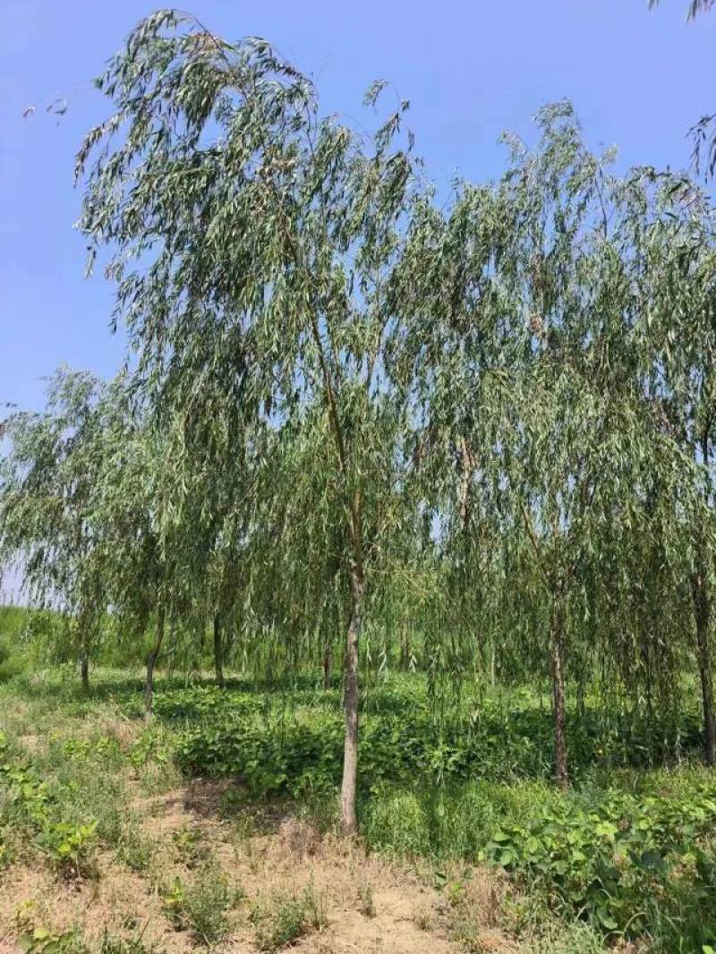 15公分垂柳