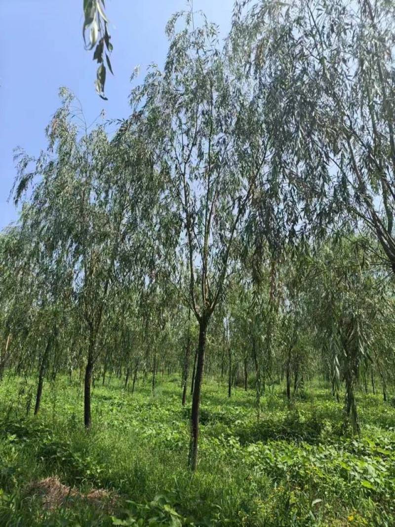 15公分垂柳