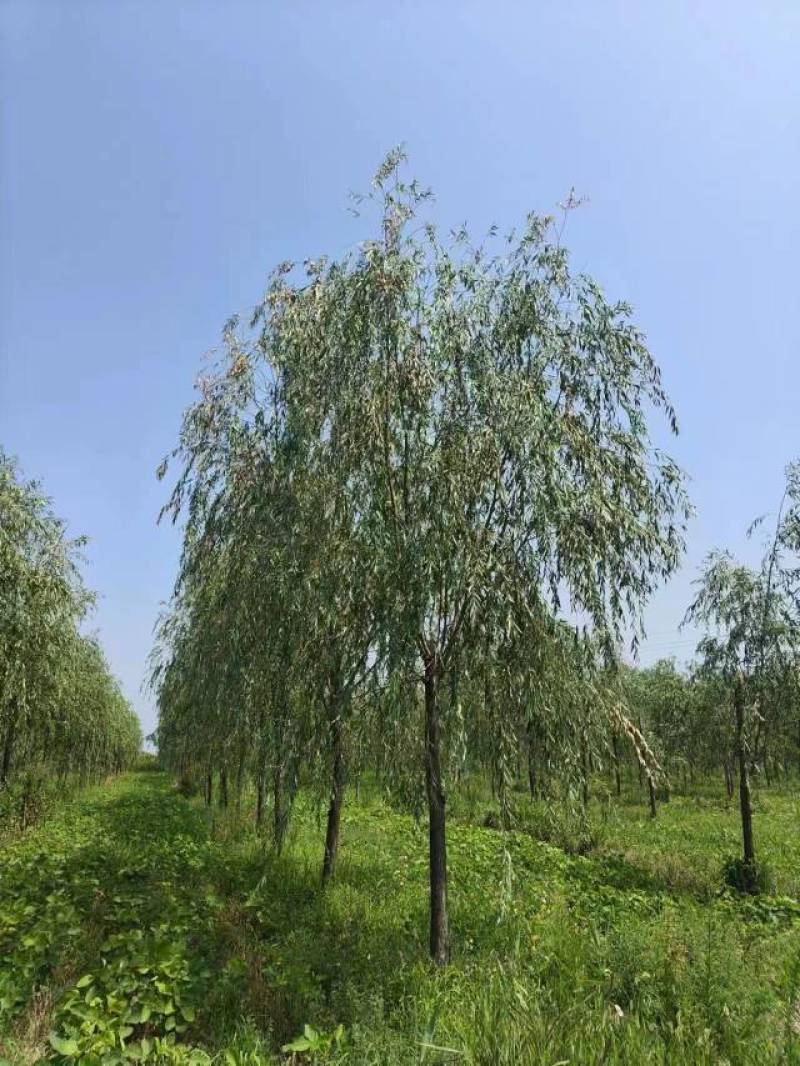 15公分垂柳