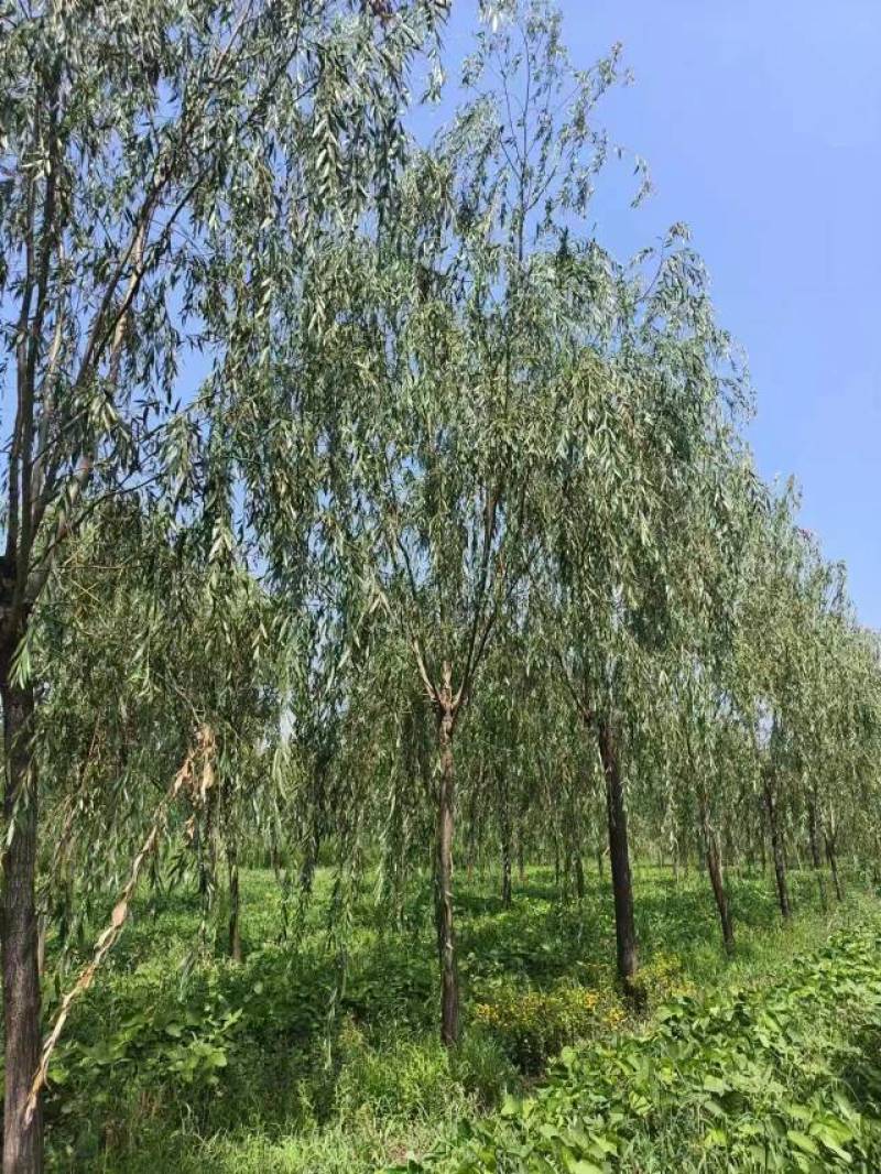 15公分垂柳