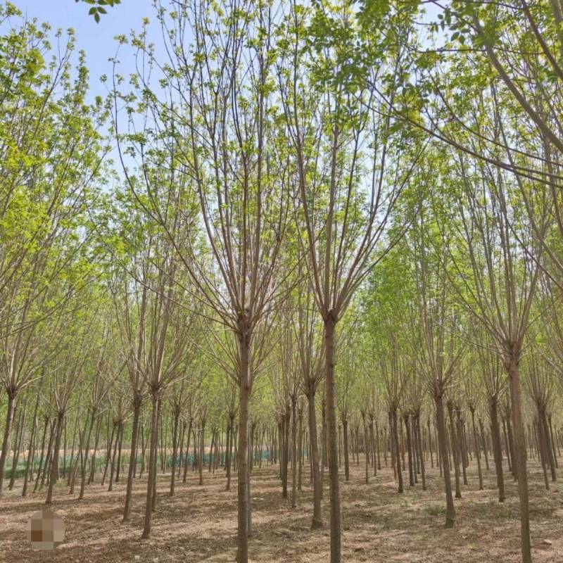 10公分速生白蜡基地直发规格齐全品种齐全量大优惠