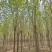 10公分速生白蜡基地直发规格齐全品种齐全量大优惠