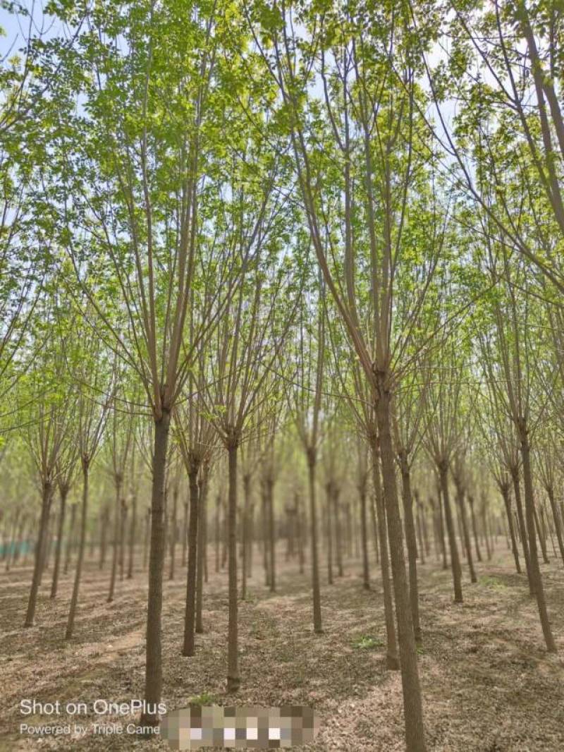 10公分速生白蜡基地直发规格齐全品种齐全量大优惠