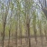10公分速生白蜡基地直发规格齐全品种齐全量大优惠