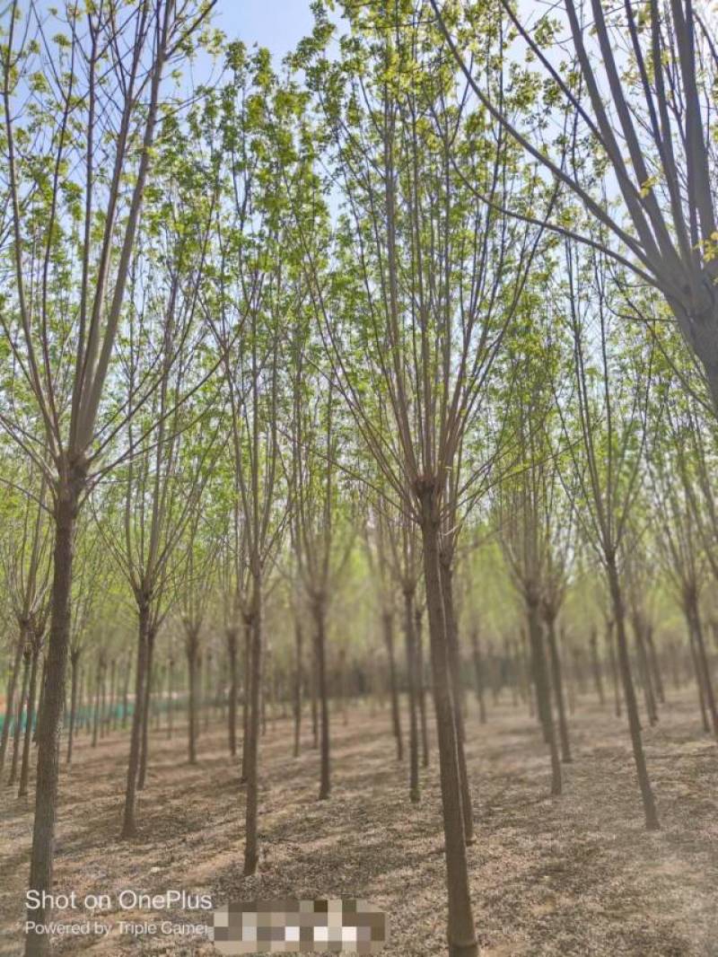 10公分速生白蜡基地直发规格齐全品种齐全量大优惠