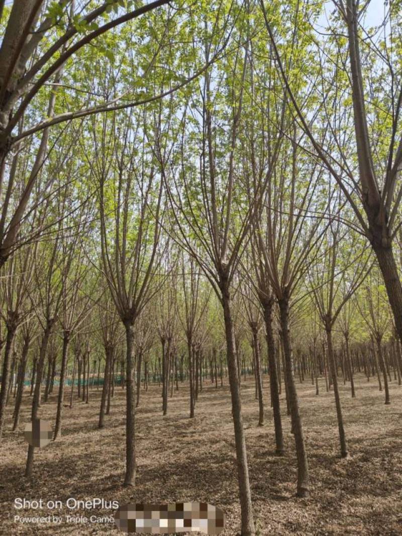 10公分速生白蜡基地直发规格齐全品种齐全量大优惠