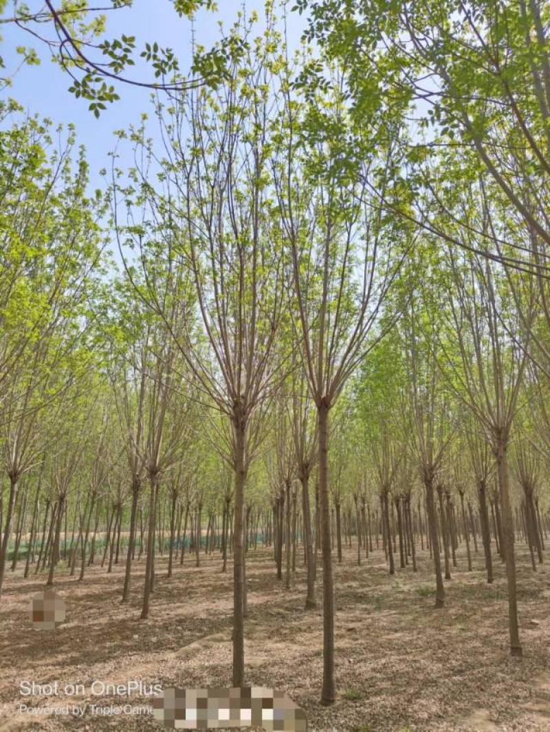 10公分速生白蜡基地直发规格齐全品种齐全量大优惠