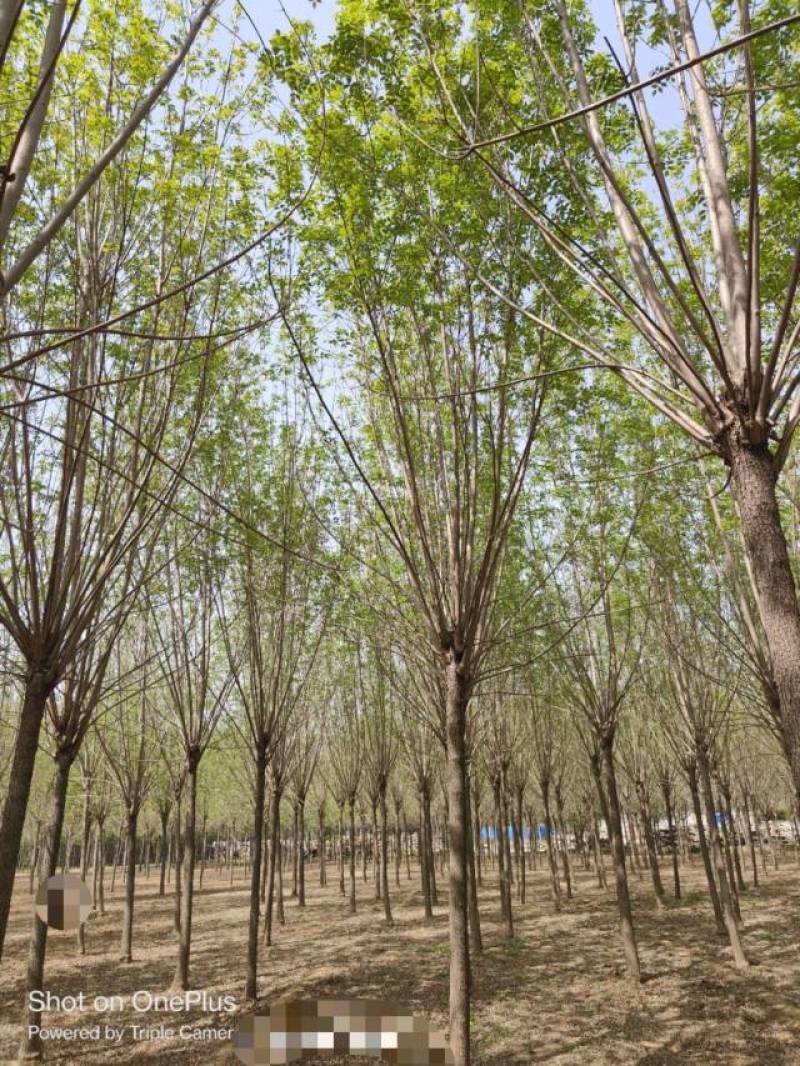10公分速生白蜡基地直发规格齐全品种齐全量大优惠