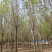 10公分速生白蜡基地直发规格齐全品种齐全量大优惠