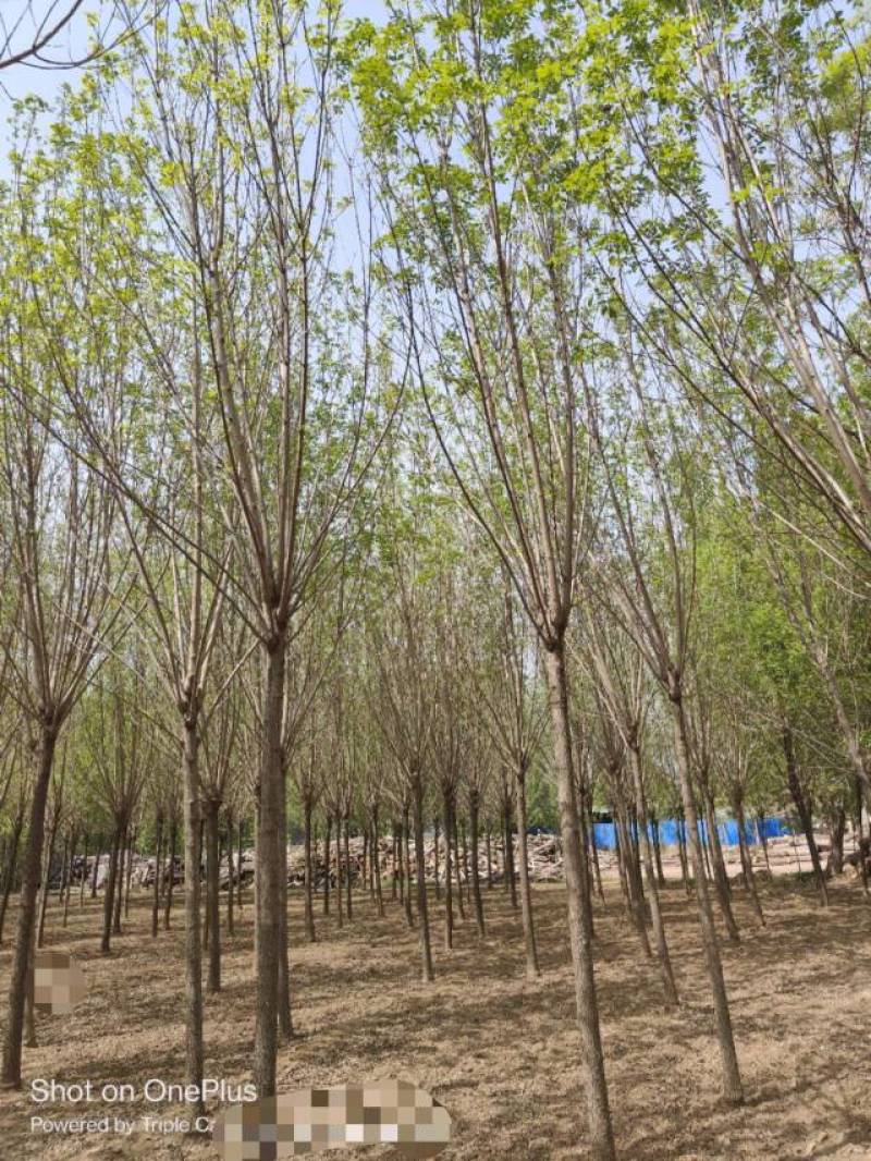 10公分速生白蜡基地直发规格齐全品种齐全量大优惠