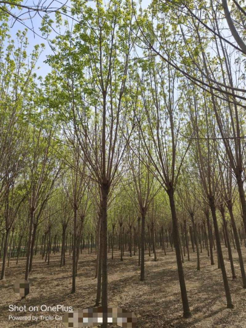 10公分速生白蜡基地直发规格齐全品种齐全量大优惠