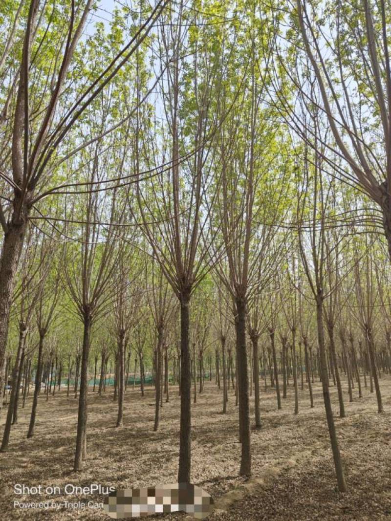 10公分速生白蜡基地直发规格齐全品种齐全量大优惠
