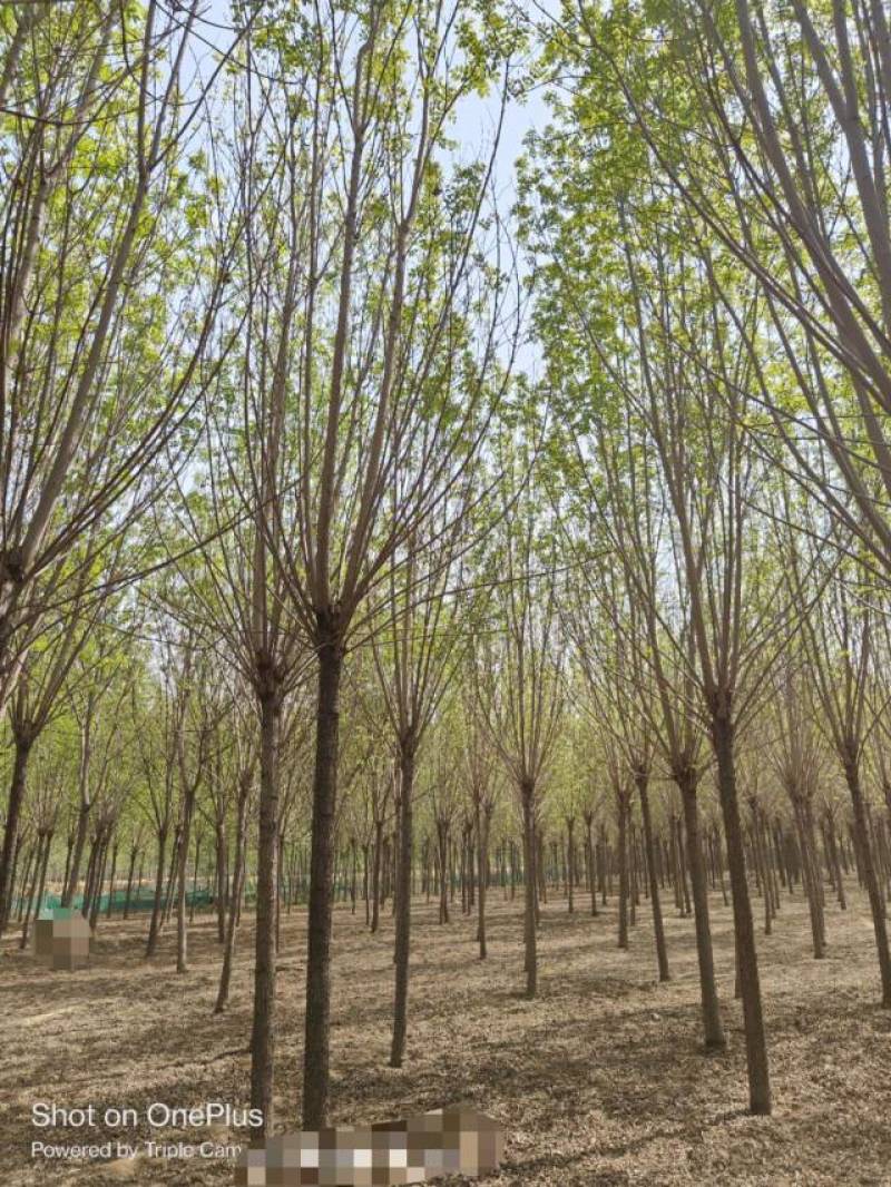 10公分速生白蜡基地直发规格齐全品种齐全量大优惠
