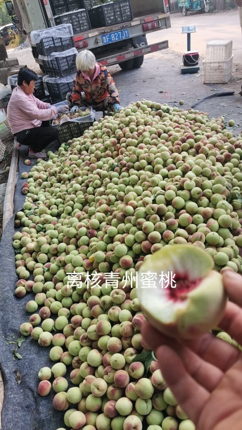 青州离核蜜桃全红蜜桃二老板蜜桃专业代办代发全国发货