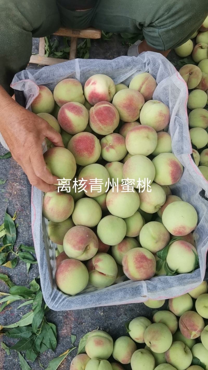 代办代发离核北京十四蜜桃青州蜜桃珍珠枣油桃电商零售批发