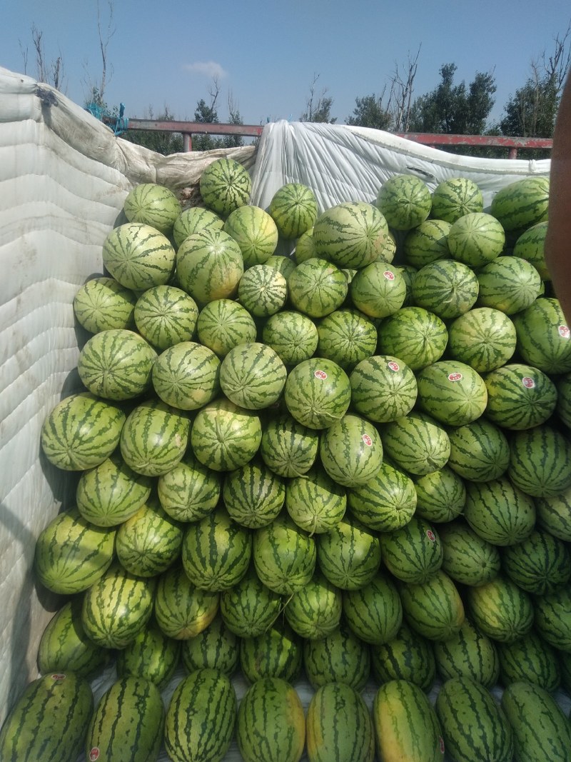 金花金成五