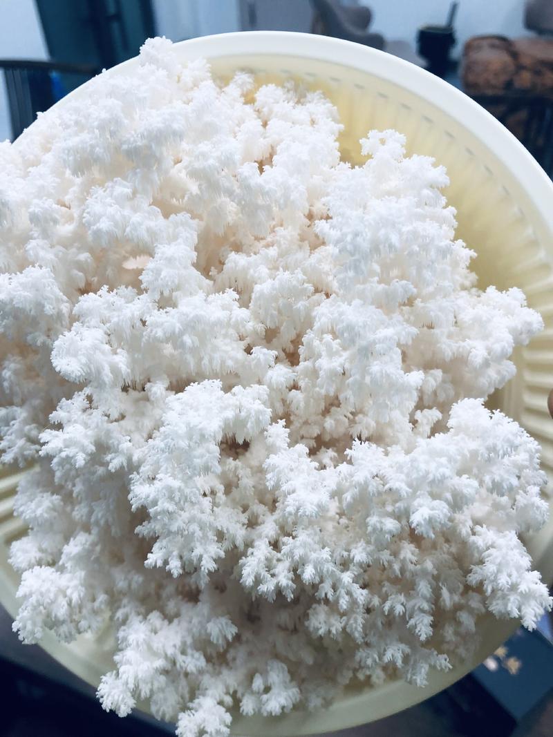 [热卖]山东青岛食用菌雪珊绒产地直发全国发货