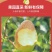 红香酥梨梨子新鲜水果当应季整箱香梨包邮应季5斤青雪酥梨