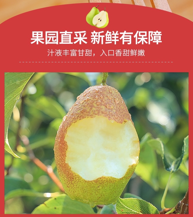 红香酥梨梨子新鲜水果当应季整箱香梨包邮应季5斤青雪酥梨