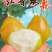 红香酥梨梨子新鲜水果当应季整箱香梨包邮应季5斤青雪酥梨