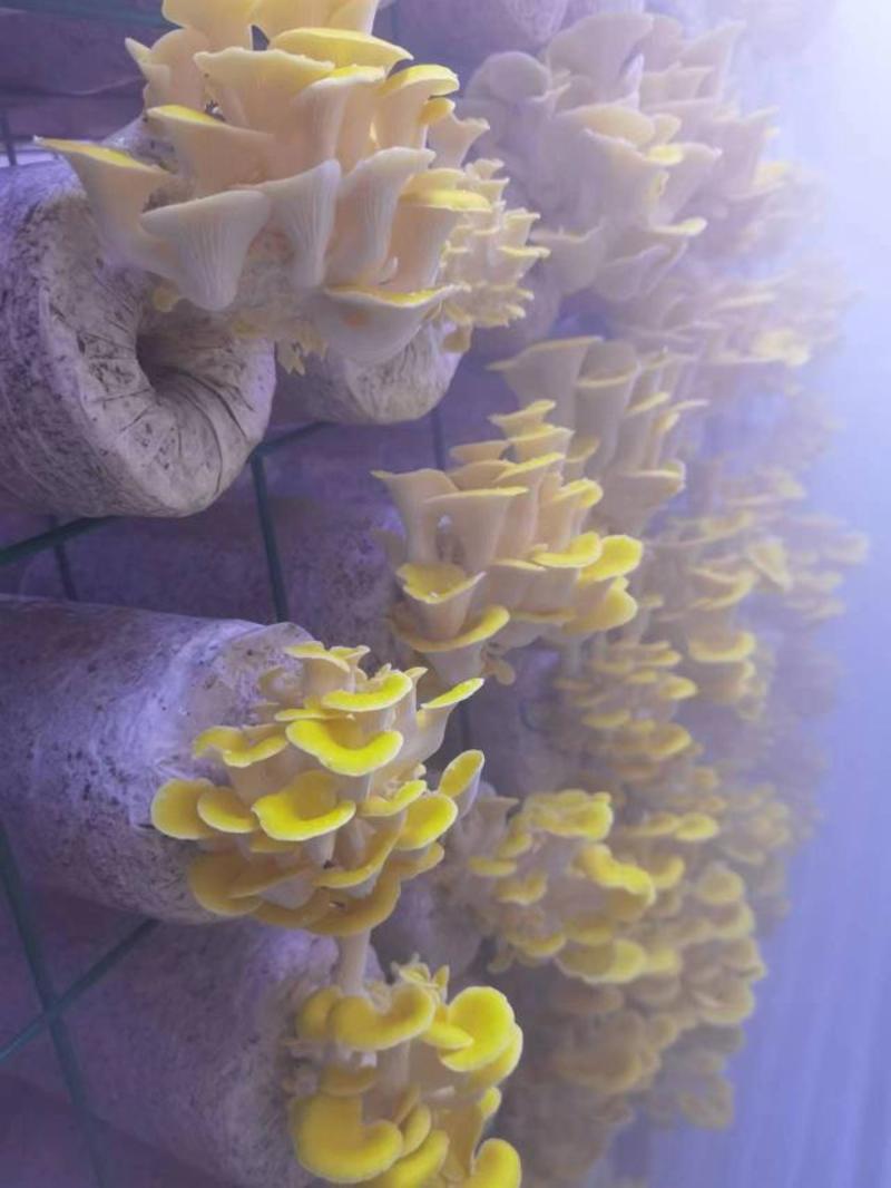 [推荐]山东青岛榆黄菇纯绿色有机食品产地直发