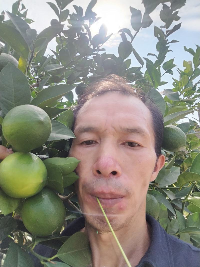 青柠檬大量上市产地直发一手货源欢迎咨询