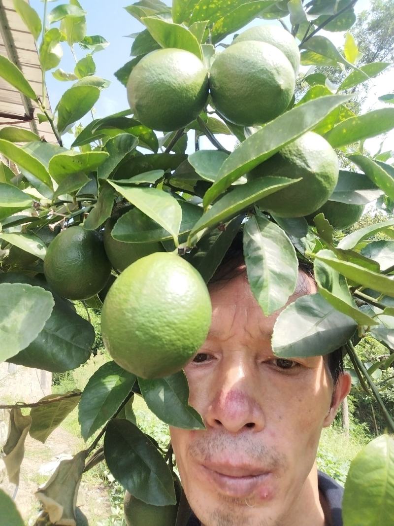 青柠檬大量上市产地直发一手货源欢迎咨询