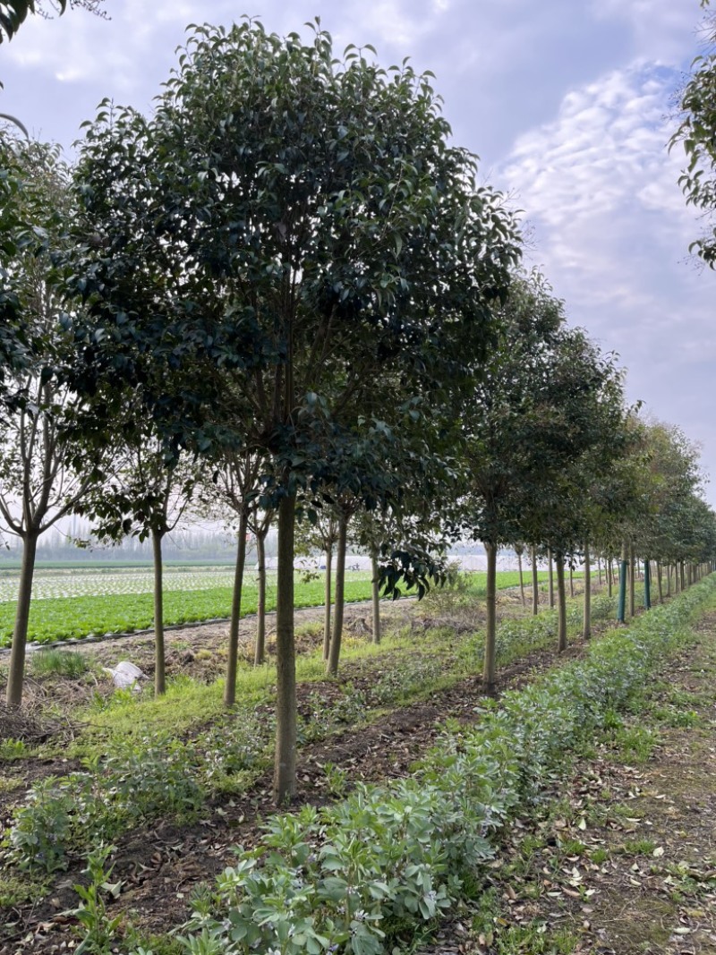 基地直销东台大叶女贞7公分半冠自家苗圃价格说得过去就卖