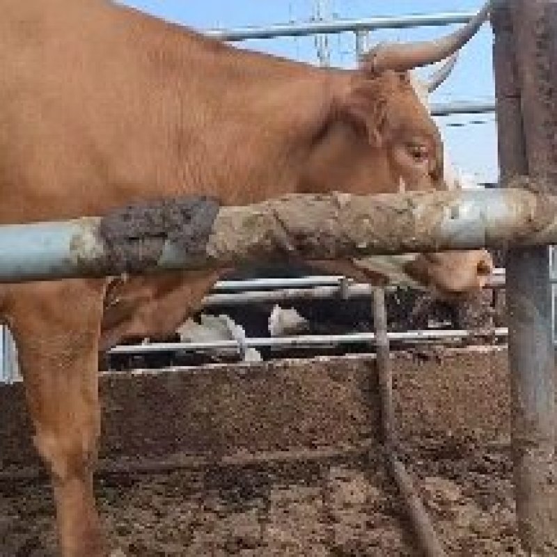 活牛
