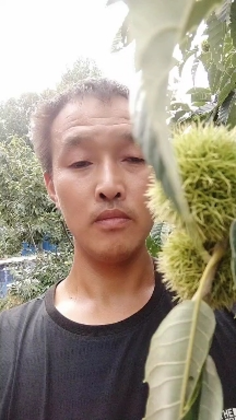 鲜板栗上市