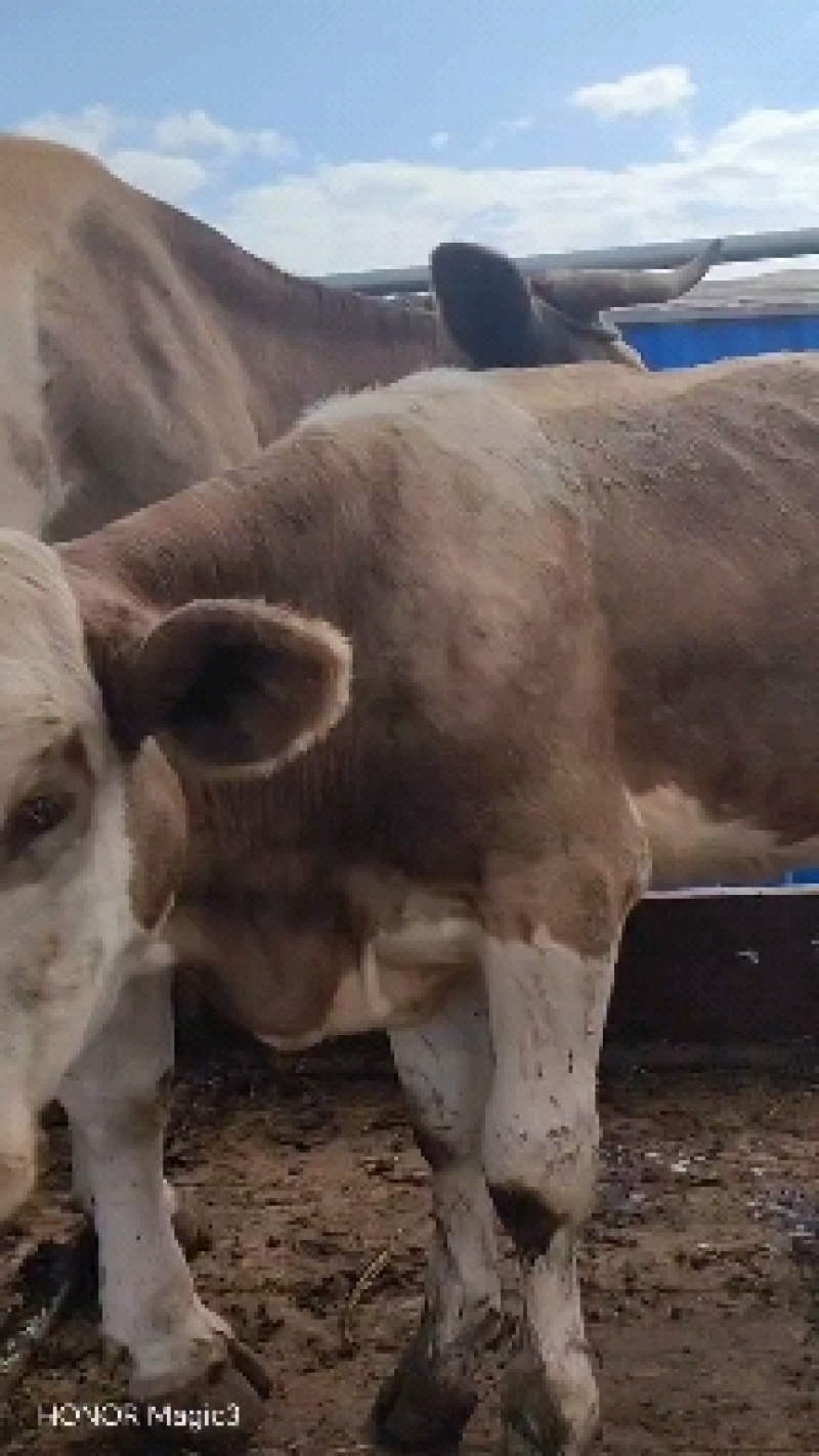 活牛
