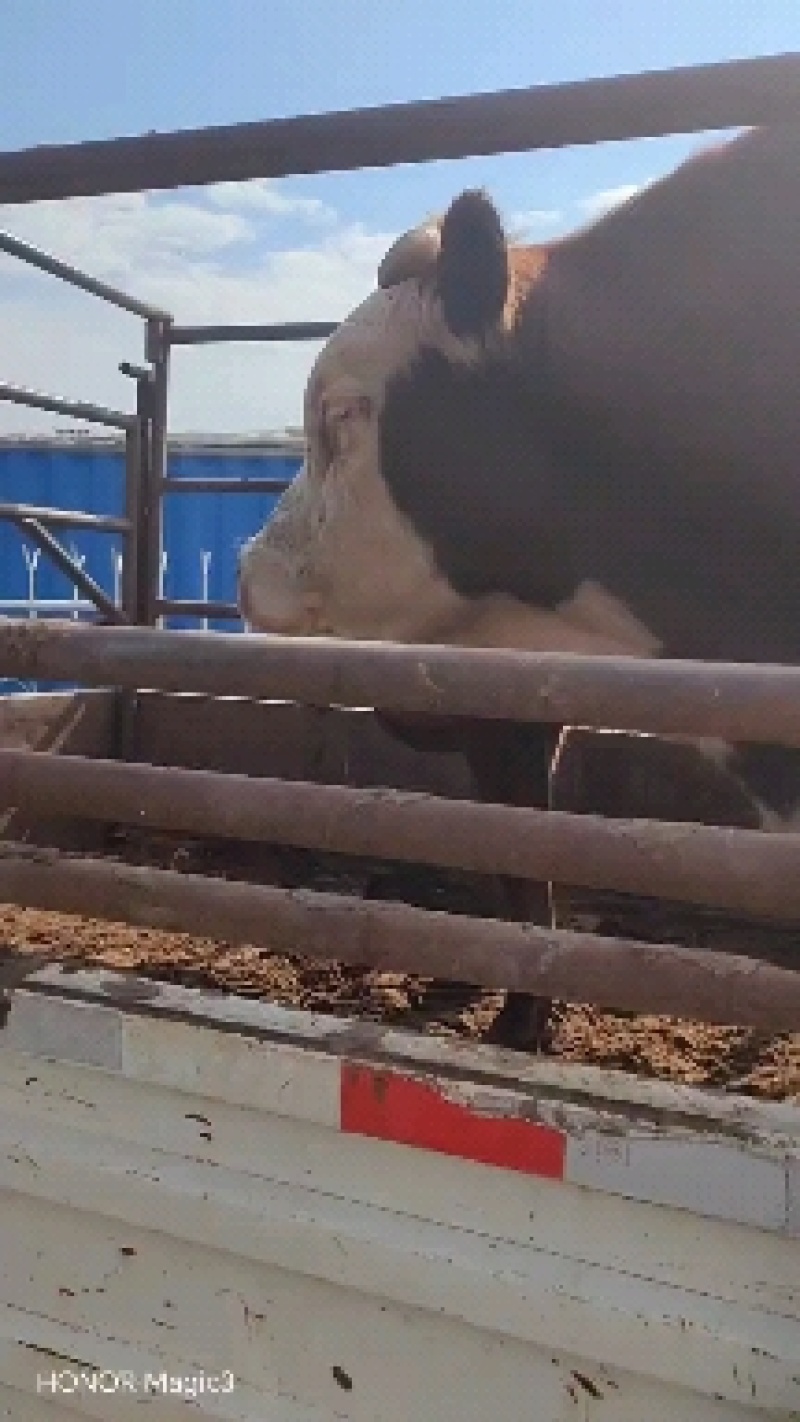 活牛