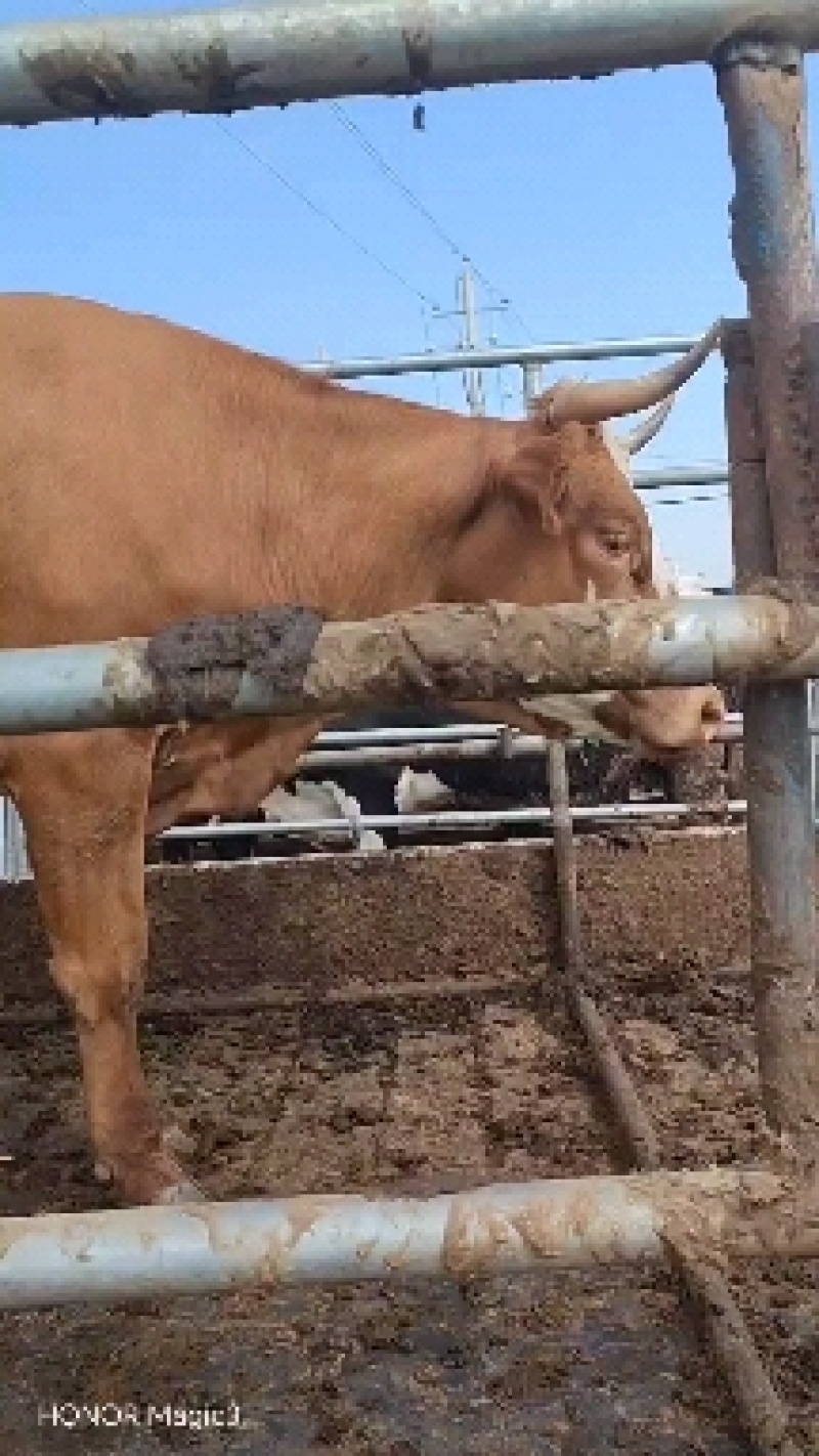 活牛