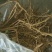山西运城药用连翘苗精品，基地一手货源规格多样欢迎电联下单