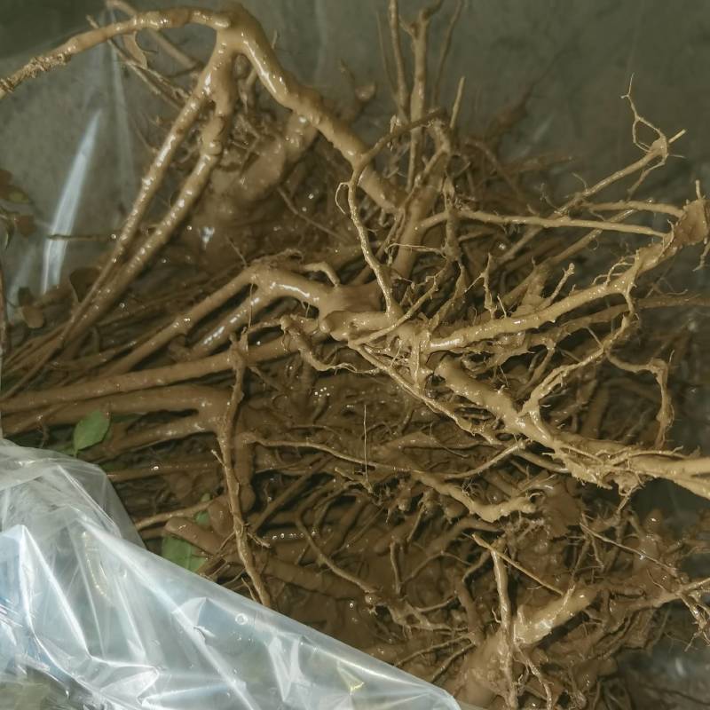 山西运城药用连翘苗精品，基地一手货源规格多样欢迎电联下单