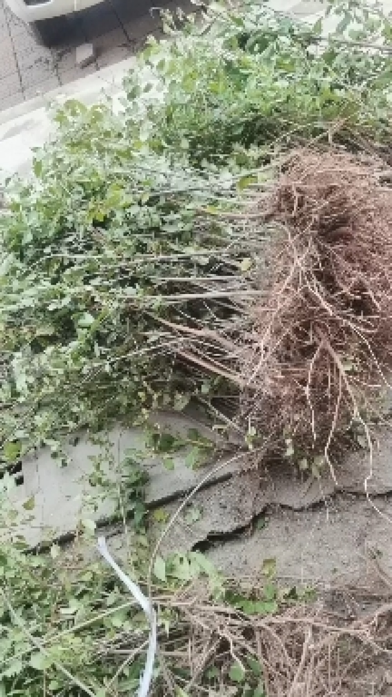 山西运城药用连翘苗精品，基地一手货源规格多样欢迎电联下单