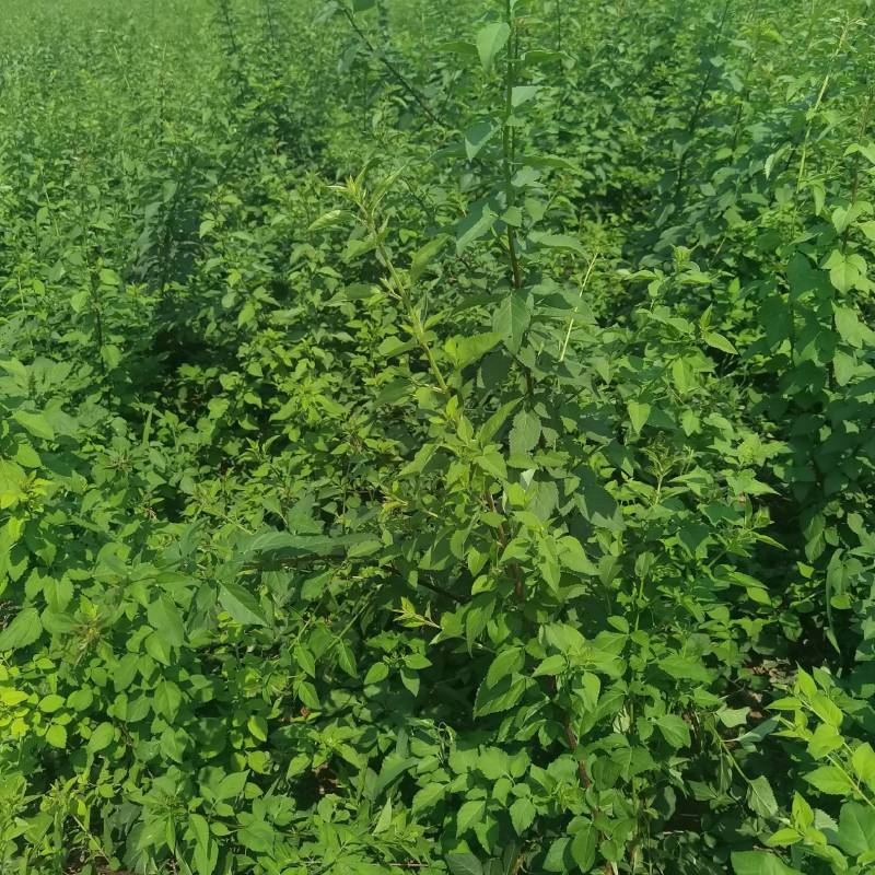 山西运城药用连翘苗精品，基地一手货源规格多样欢迎电联下单