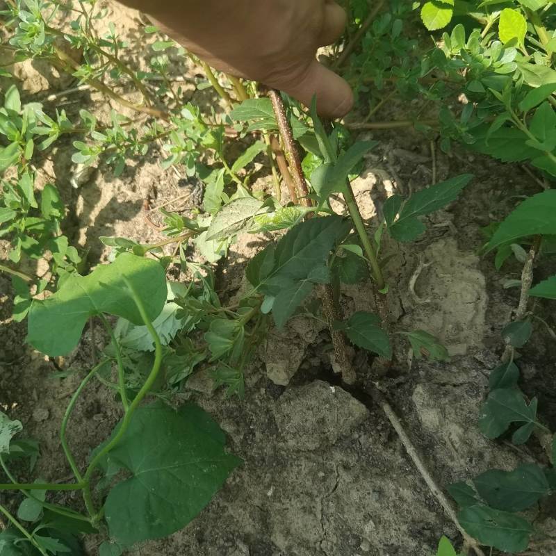 山西运城药用连翘苗精品，基地一手货源规格多样欢迎电联下单