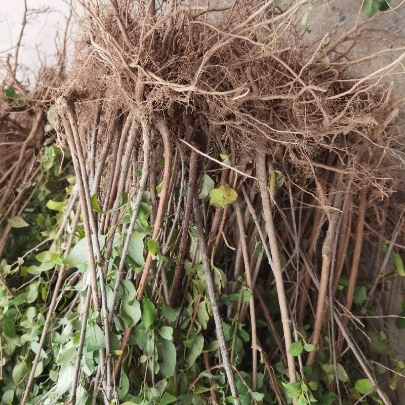 山西运城药用连翘苗精品，基地一手货源规格多样欢迎电联下单