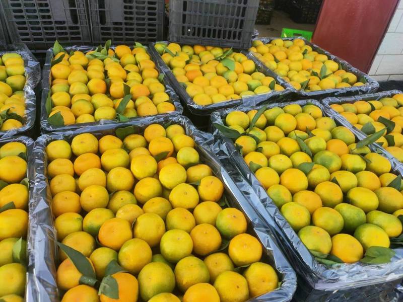 湖北蜜橘精品特早蜜橘大量上市产地直供皮薄多汁
