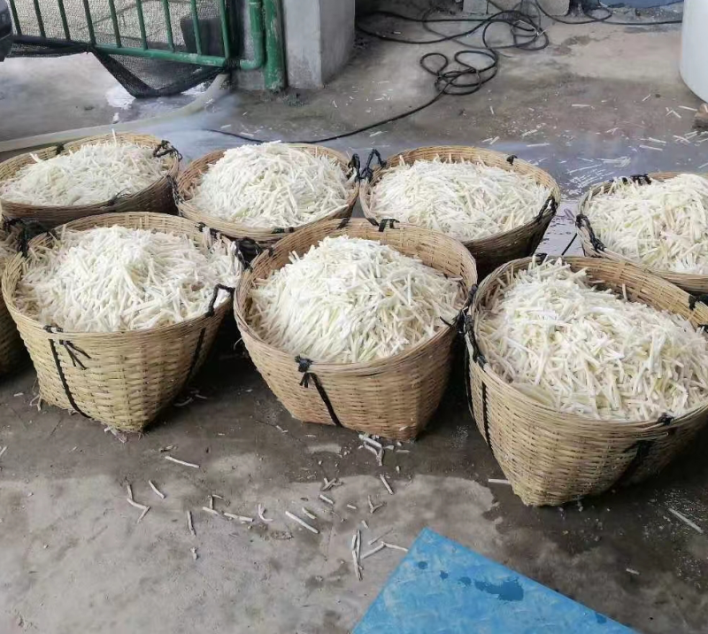 酸笋，大量供应