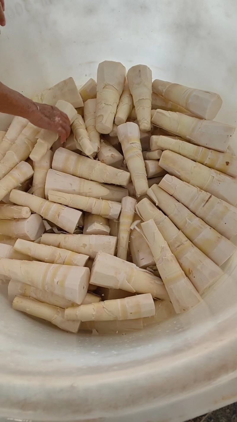 酸笋，大量供应