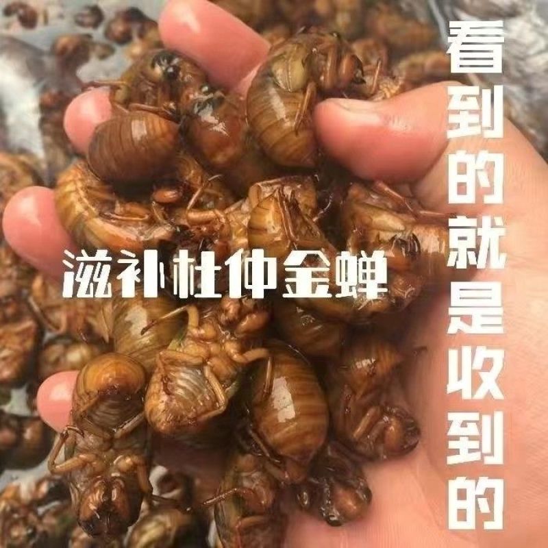 杜仲小金蝉