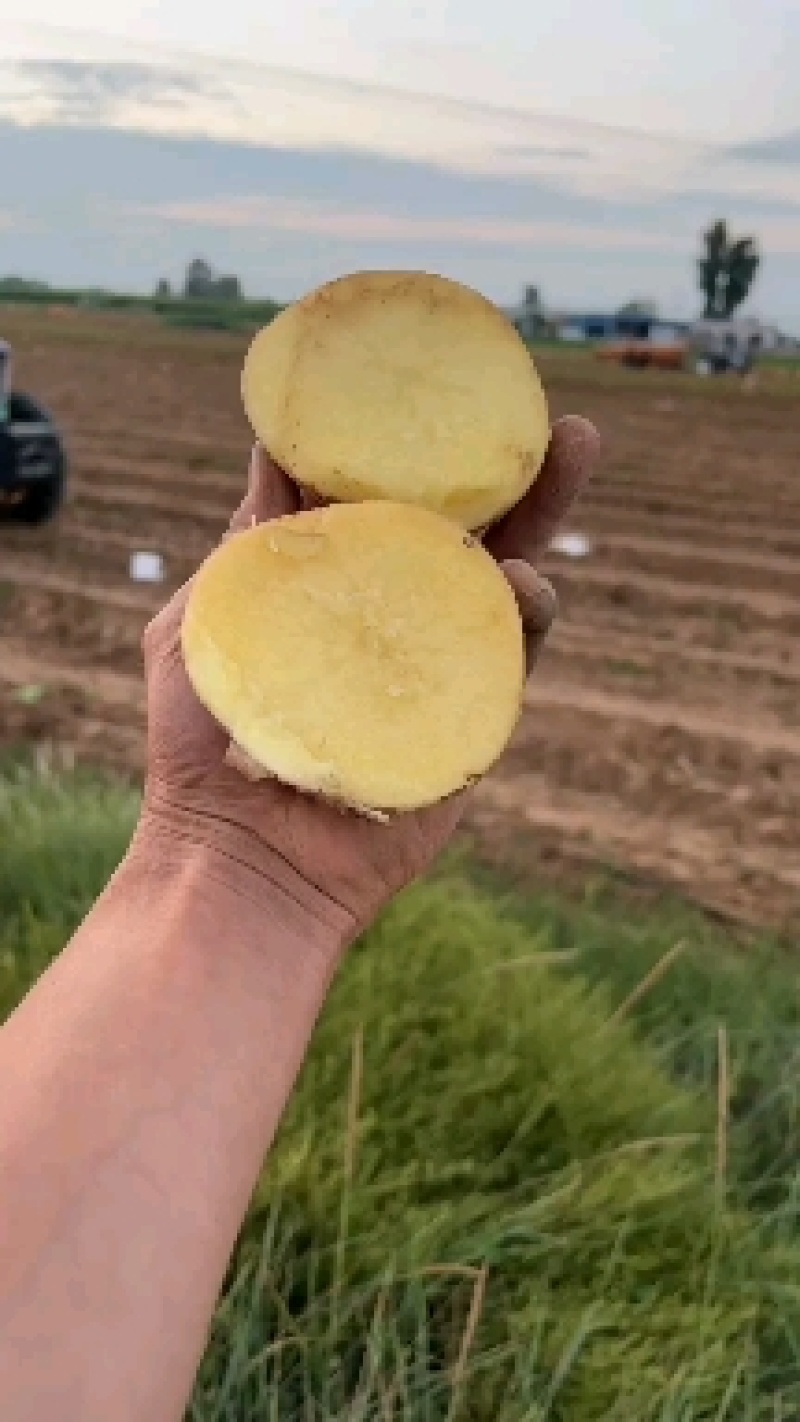 土豆大量上市纯沙地的V7.沃土5号，实验一号，薯形好！