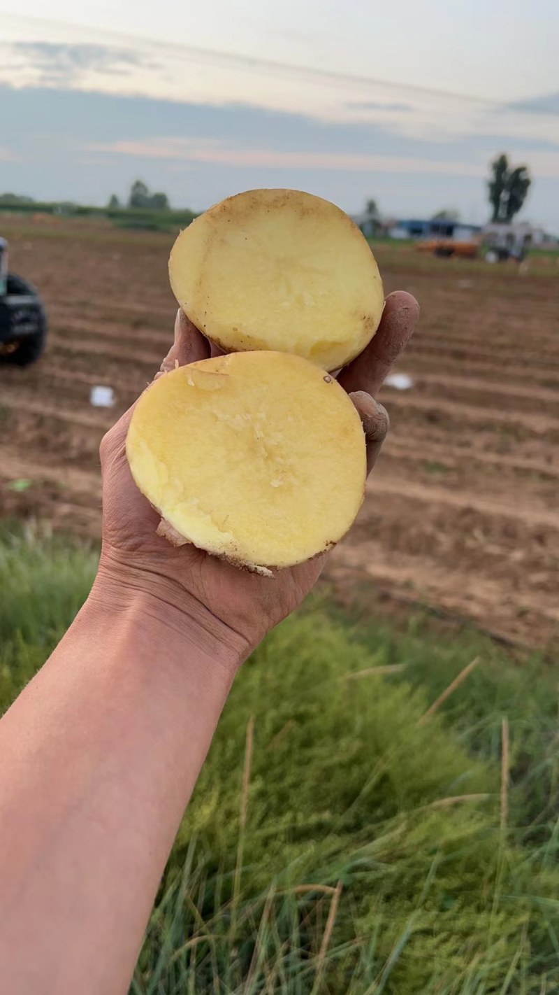 土豆大量上市纯沙地的V7.沃土5号，实验一号，薯形好！