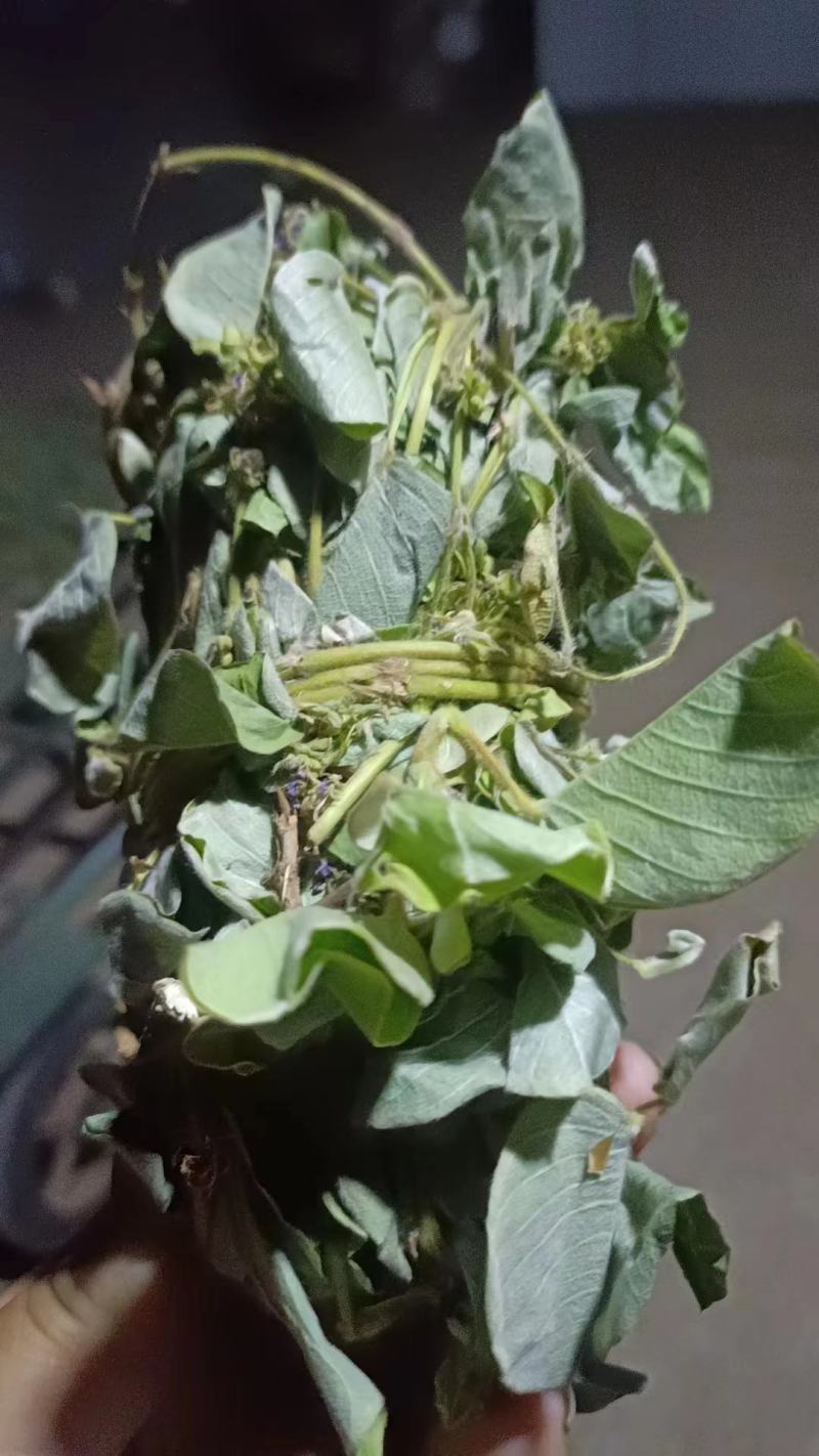 金钱草新货扎把切好量大优惠，全国发货