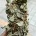 金钱草新货扎把切好量大优惠，全国发货